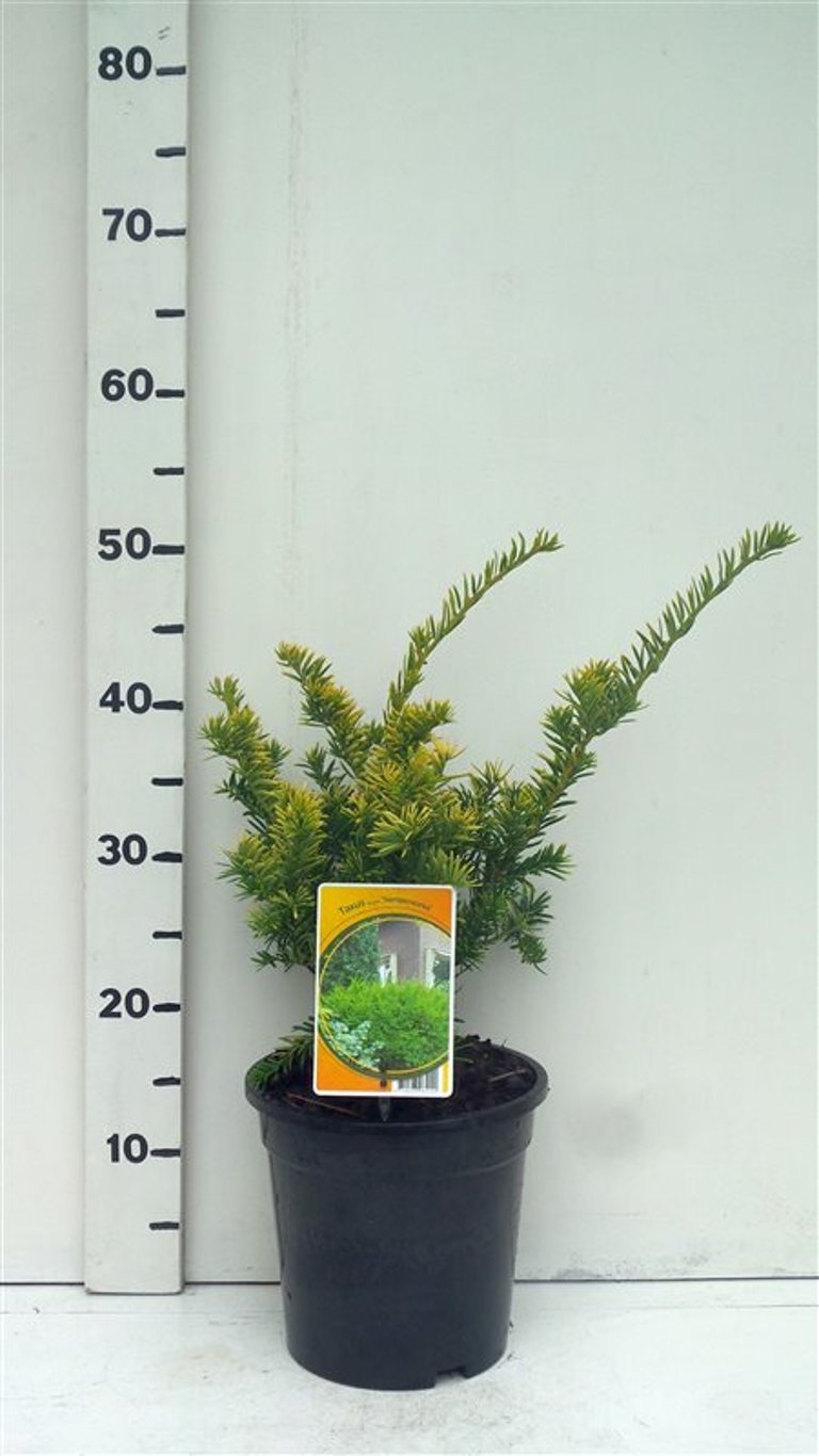 Taxus b. 'Semperaurea' - C3 25-30 CM